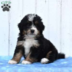 Case, Mini Bernedoodle Puppy